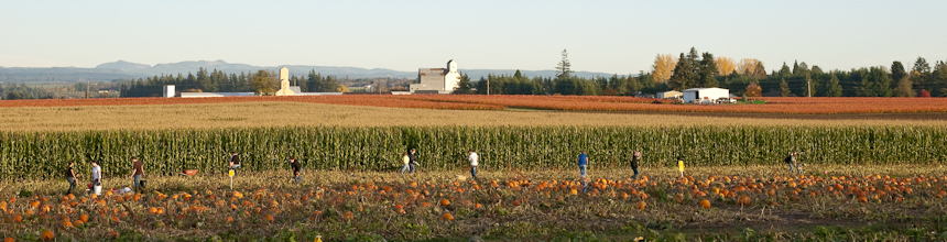 pumpkins